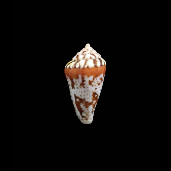 algoensis scitulus 24,0mm SUPERB