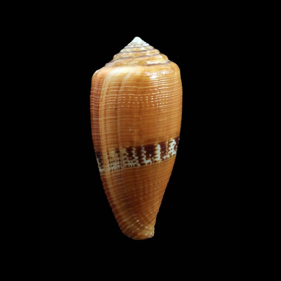 coccineus 49,0mm
