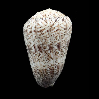 arenatus aequipunctatus 83,8mm