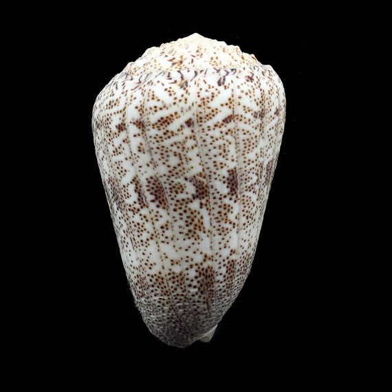 arenatus aequipunctatus 83,8mm
