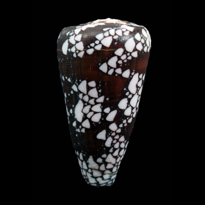 maritzaallaryae 61,0mm