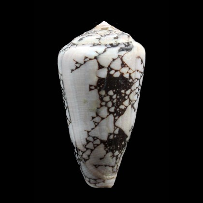 pennaceus bazarutensis 61,0mm