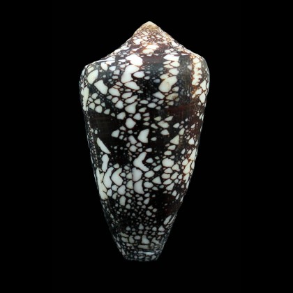 quasimagnificus 67,0mm SUPERB