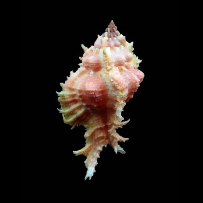 ryukyuensis 56,0mm WRS