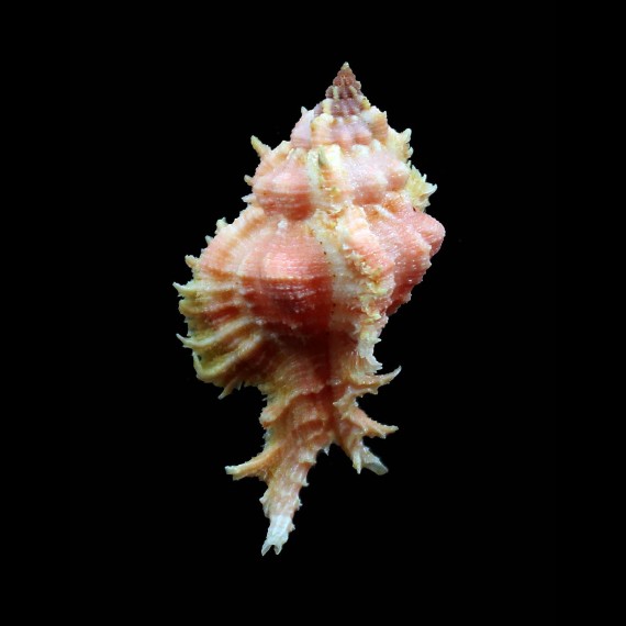 ryukyuensis 56,0mm WRS