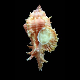 ryukyuensis 56,0mm WRS