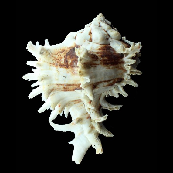 kusterianus 131,0mm MONSTER