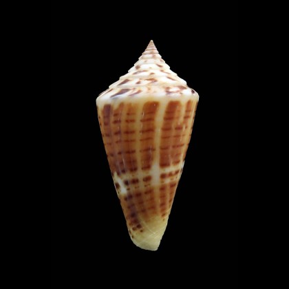 floridanus 46,0mm