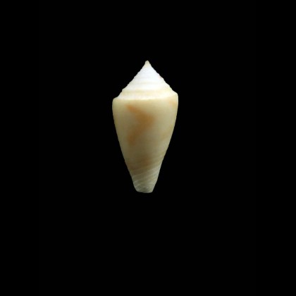 oleiniki 18,0mm