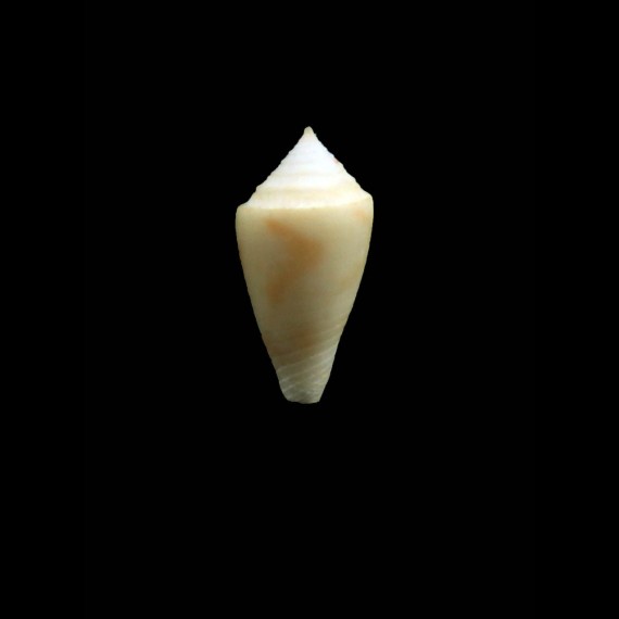 oleiniki 18,0mm