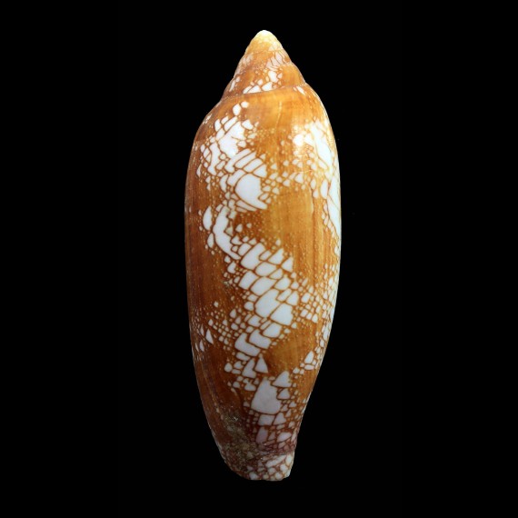 auratinus 93,8mm