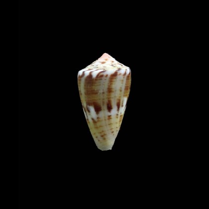 mauricoi 23,0mm