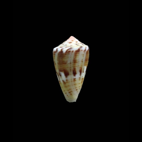 mauricoi 23,0mm