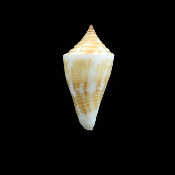 paraguana 27,5mm