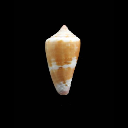 jucundus 36,0mm BIG