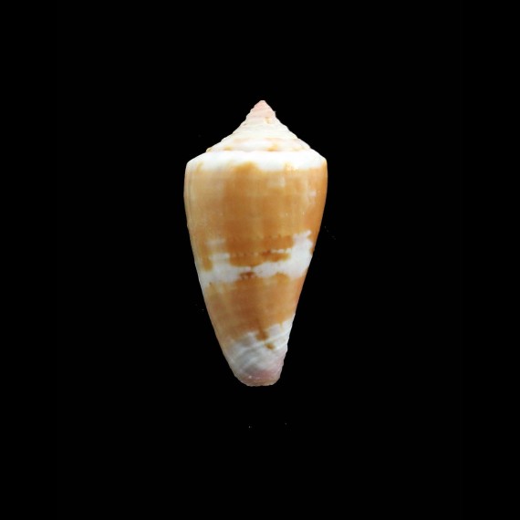 jucundus 36,0mm BIG