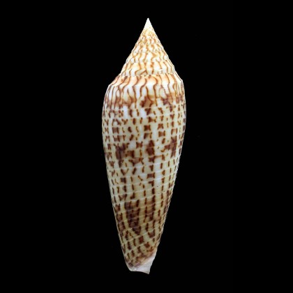ranonganus 93,0mm SUPERB