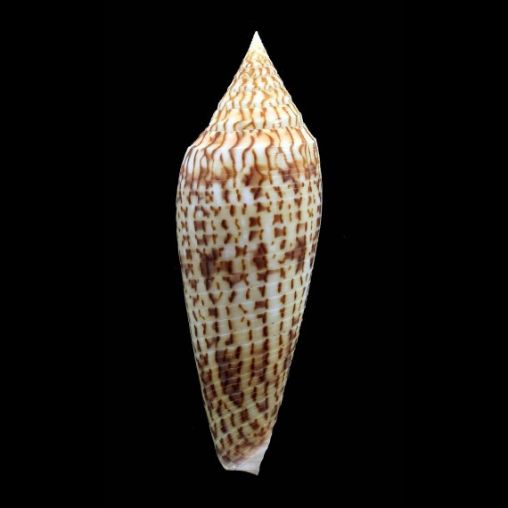 ranonganus 93,0mm SUPERB