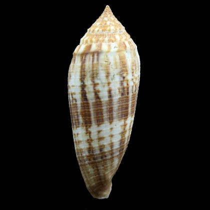australis 111,0mm GIANT