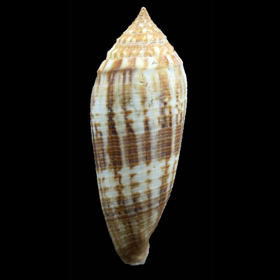 australis 111,0mm GIANT