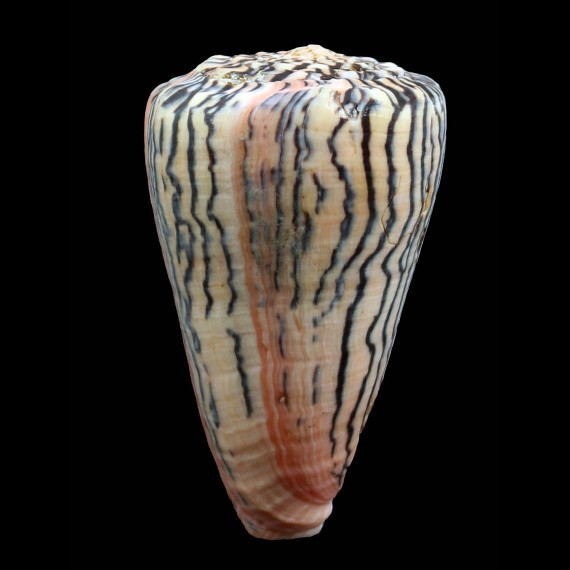princeps 64,0mm