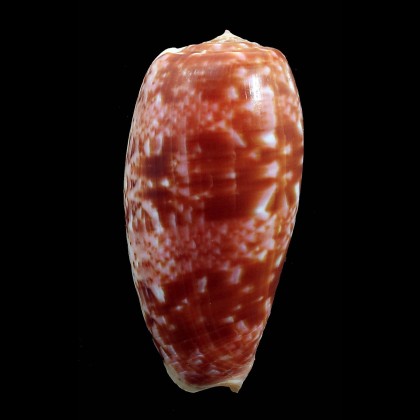 bullatus 66,3mm JAPAN