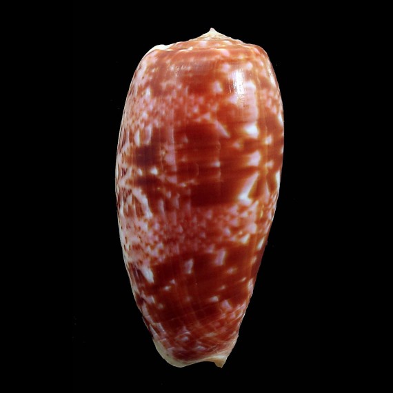bullatus 66,3mm JAPAN