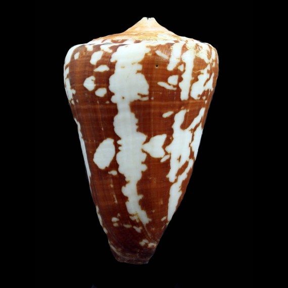 crocatus thaïlandis 68,0mm