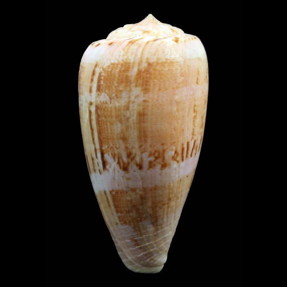 anemone peronianus 96,7mm