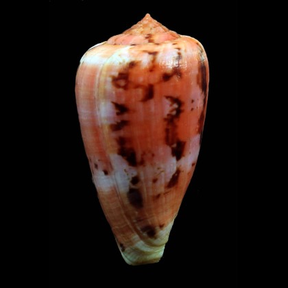 tinianus aurora 63,0mm SUPERB
