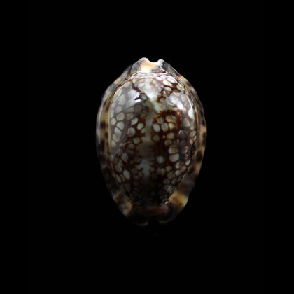 martybealsi derkai 42,0mm