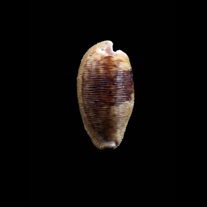 capensis 32,0mm DARK