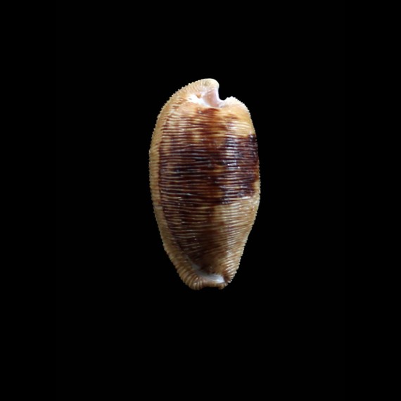 capensis 32,0mm DARK