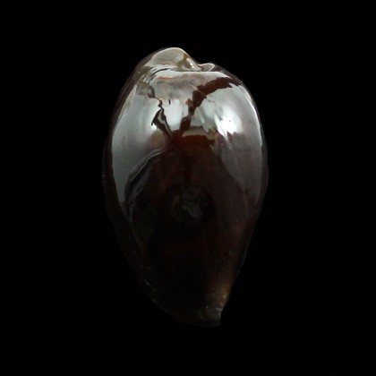 adusta 43,0mm BLACK