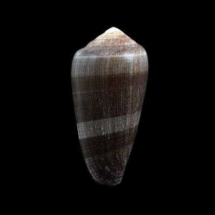 pennaceus elisae 54,0mm