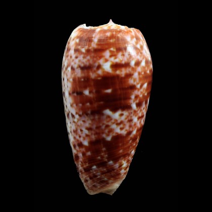 bullatus minamiae 59,1mm