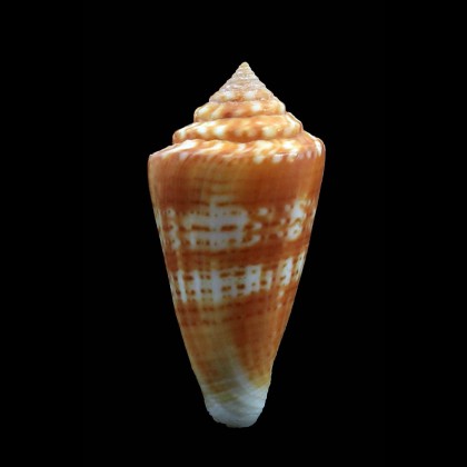 xanthocinctus 48,6mm