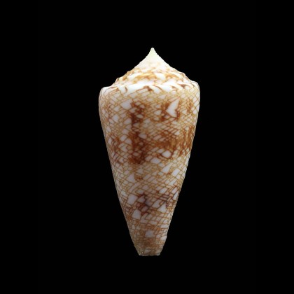 glorioceanus 47,0mm BIG
