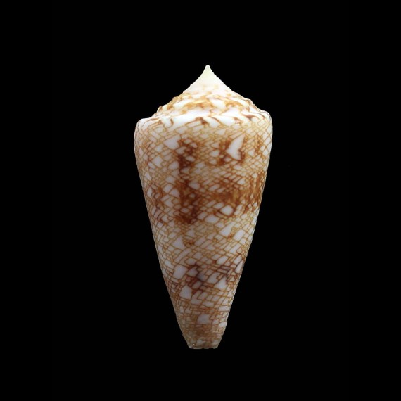 glorioceanus 47,0mm BIG