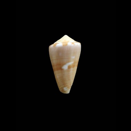 colombi 25,0mm RARE