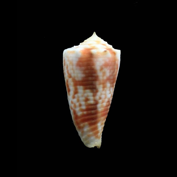 moluccensis maldivensis 39,0mm