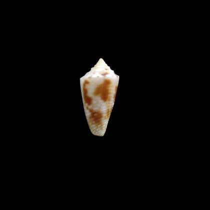 kasieae 13,0mm RARE
