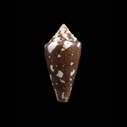 curassaviensis 37,5mm