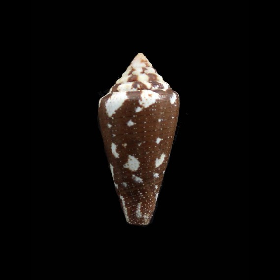 curassaviensis 37,5mm