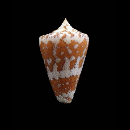 dominicanus 34,0mm