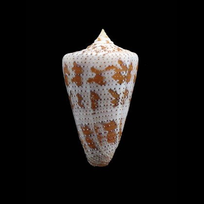 cedonulli dominicanus 41,6mm