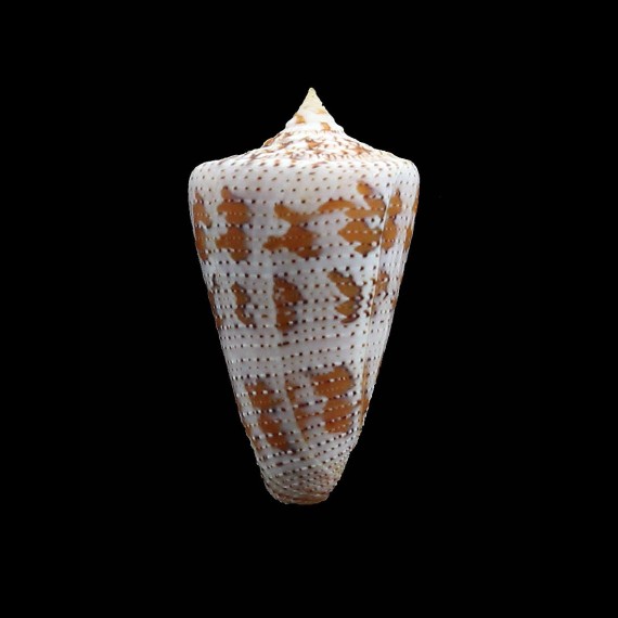 cedonulli dominicanus 41,6mm