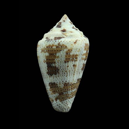 monicae 44,3mm SUPERB