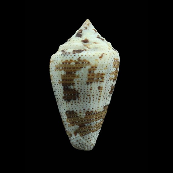 monicae 44,3mm SUPERB