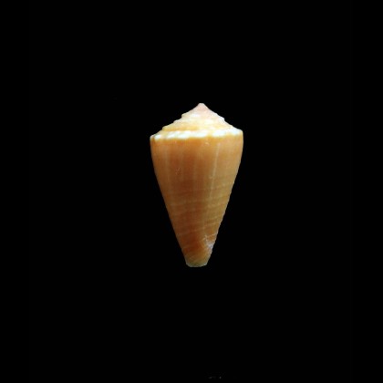 zylmanae 18,0mm
